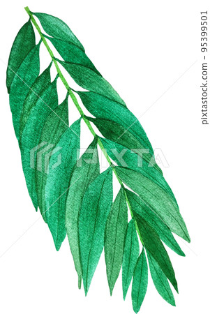 watercolor foliage of albizia watercolor foliage of albizia 95399501
