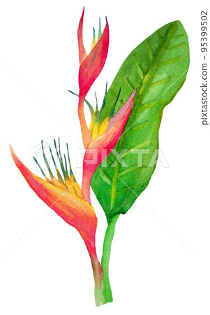 watercolor heliconia watercolor heliconia 95399502