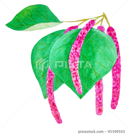 hand draw branch of chenille plant hand draw branch of chenille plant 95399503