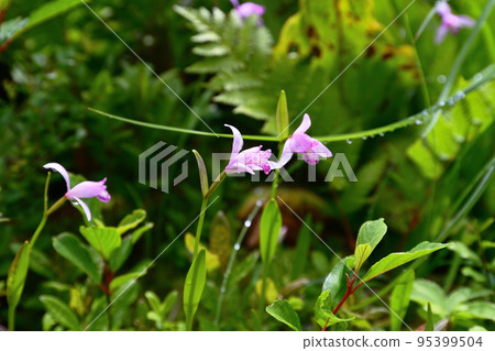 Pink tokisou blooming in the wetlands of early summer Pink tokisou blooming in the wetlands of early summer 95399504