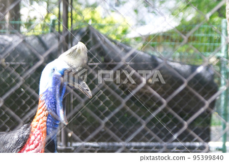 Cassowary over the fence 95399840