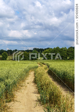 Wheat in the field. Spikes of rye in the field. Agricultural areas sown with cereals. Wheat in the field. Spikes of rye in the field. Agricultural areas sown with cereals. 95400604