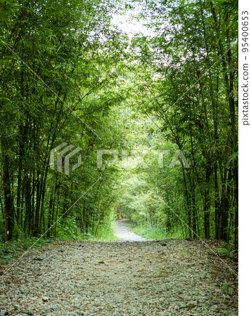 Scenic peaceful walk path with bamboo trees jungle on both sides 95400653