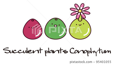 succulent plant mesen conophytum bulgeri conophytum burgeri group planting illustration succulent plant mesen conophytum bulgeri conophytum burgeri group planting illustration 95401055