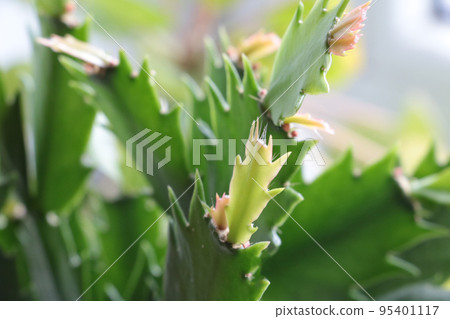 Close-up on a green Decembrist plant. Home plant. 95401117