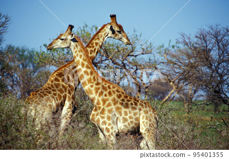 giraffe giraffe 95401355