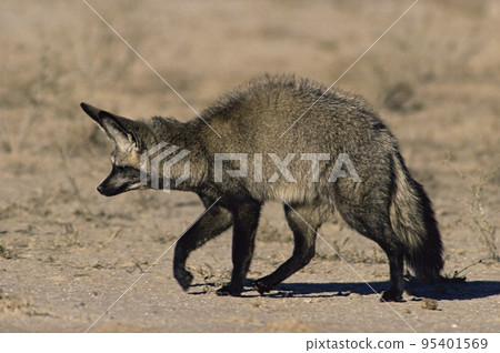Bat eared fox 95401569