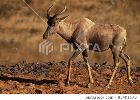 Tsessebe Tsessebe 95401570