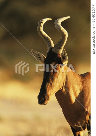 Red hartebeest Red hartebeest 95401577