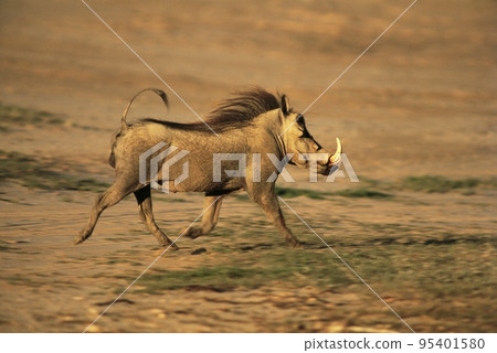 Warthog Warthog 95401580