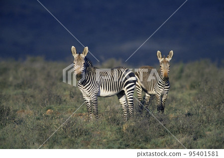 Two zebras 95401581