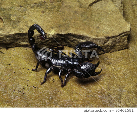 Black scorpion 95401591