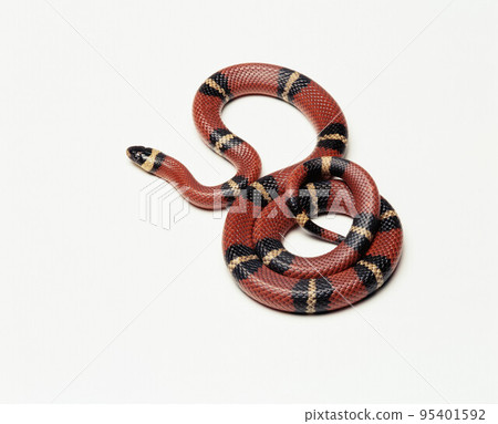 Arizona Mountain Kingsnake 95401592