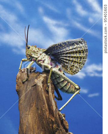 insect insect 95401603