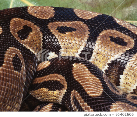 snake snake 95401606