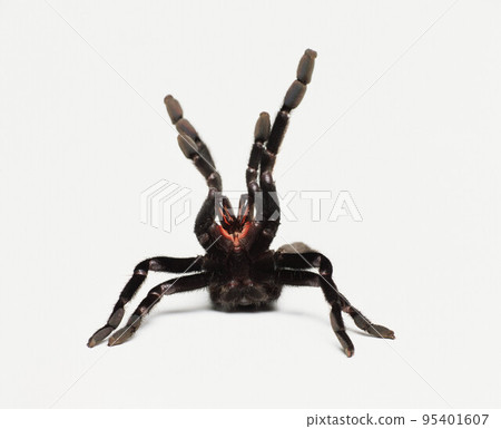 spider spider 95401607