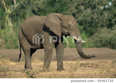African elephant 95401738