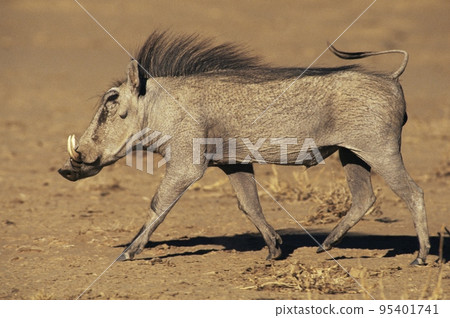 Warthog Warthog 95401741