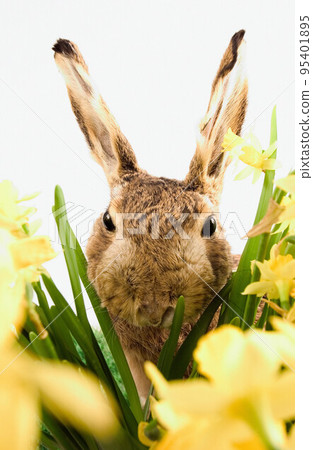 rabbit rabbit 95401895