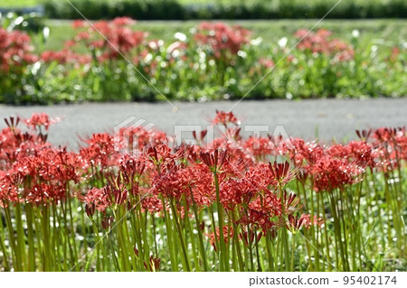 埼玉縣白岡市水沼替代水伏越周圍盛開的彼岸花 埼玉縣白岡市水沼替代水伏越周圍盛開的彼岸花 95402174