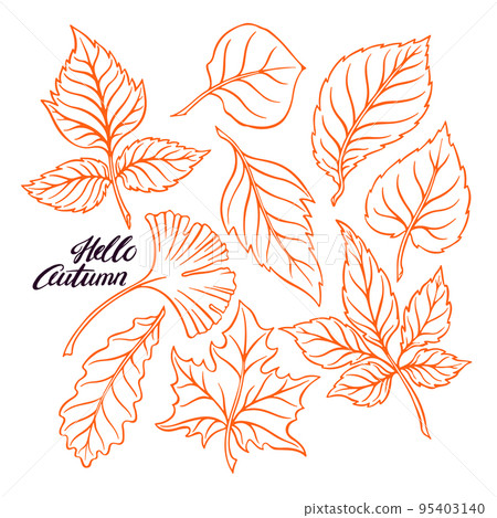 set of sketch autumn leaves set of sketch autumn leaves 95403140