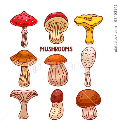 set of sketch colorful mushrooms set of sketch colorful mushrooms 95403141