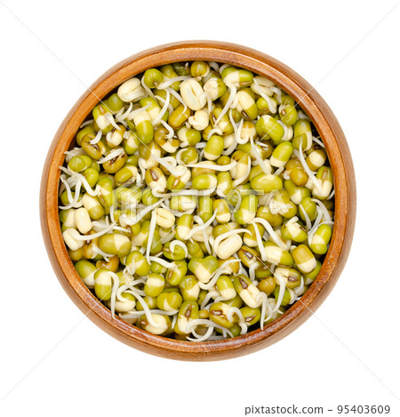 Sprouted mung beans in a wooden bowl. Mung bean sprouts, a vegetable, grown by sprouting Vigna radiata, also known as green gram, maash, monggo or munggo. Isolated, from above, over white, food photo. 95403609