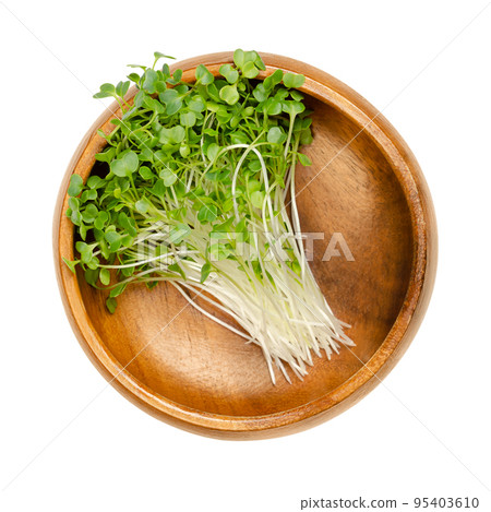 Kale shoots, microgreens in a wooden bowl. Ready to eat green seedlings and young plants of leaf cabbage. Sprouted curly leaf kale,  Brassica oleracea var. sabellica. Close up, from above, food photo. 95403610