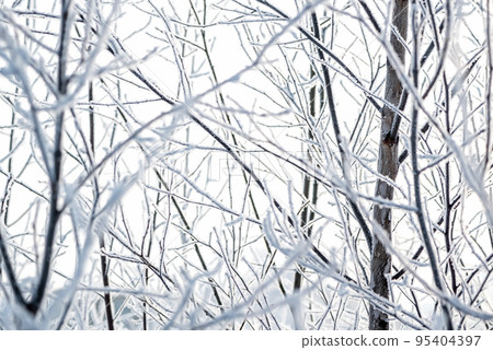 Tree branches covered with hoarfrost crystals close up Tree branches covered with hoarfrost crystals close up 95404397