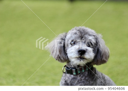 Toy poodle facial expression sitting on grass, teary eyed face Toy poodle facial expression sitting on grass, teary eyed face 95404606