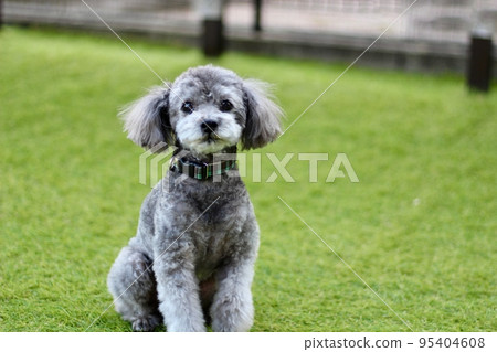 Toy poodle facial expression sitting on grass, teary eyed face Toy poodle facial expression sitting on grass, teary eyed face 95404608