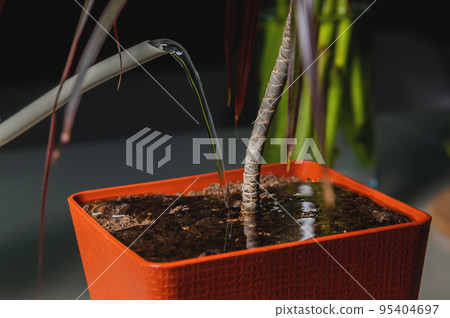 Close-up pot, watering green home plant at home or office, care for home flowers, pour liquid, enrich dry ground, gardening 95404697