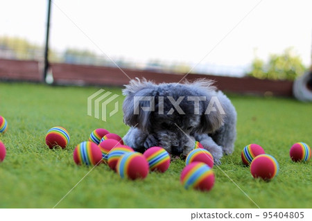 高爾夫球練習球中的玩具貴賓犬在草坪上滾動 高爾夫球練習球中的玩具貴賓犬在草坪上滾動 95404805