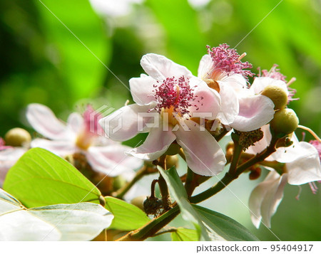 Extracting red pigment from the seeds Tropical plant (March) Beninoki (red tree) 01 95404917
