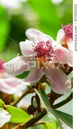 Extracting red pigment from the seeds Tropical plant (March) Beninoki (red tree) 01V9.16 95404920
