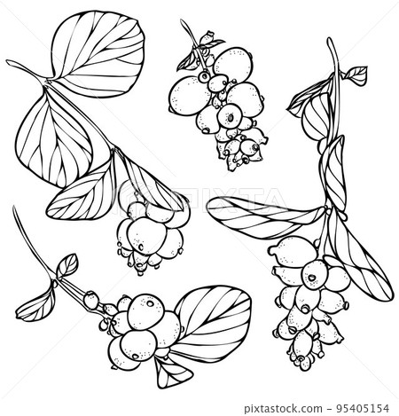 Snowberry or Symphoricarpos. Set of Branches with berries and leaves. Hand drawn vector illustration. Snowberry or Symphoricarpos. Set of Branches with berries and leaves. Hand drawn vector illustration. 95405154