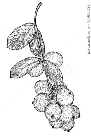 Symphoricarpos racemosus or Snowberry or Waxberry or Ghostberry, vintage engraved illustration. Symphoricarpos racemosus or Snowberry or Waxberry or Ghostberry, vintage engraved illustration. 95405155