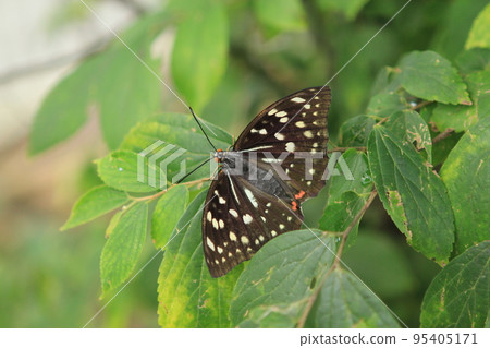 Female Oomurasaki Female Oomurasaki 95405171