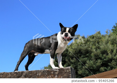 Mighty-kun, a Boston Terrier who enjoys playing on the dog run under the blue sky in Sakado City, climbs up on the platform and stares at him cutely♡ 95405266