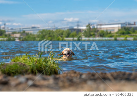 adorable yellow Labrador swims in the lake with a stick adorable yellow Labrador swims in the lake with a stick 95405325