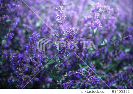 bright lilac sage flowers in the field 95405331
