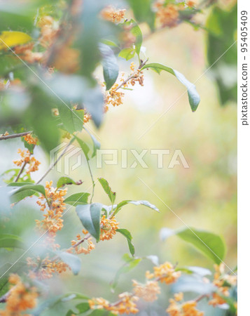 The season when fragrant fragrant fern 95405409