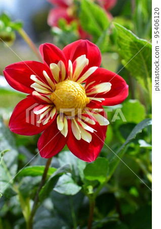 Collaretto red dahlia Collaretto red dahlia 95406120