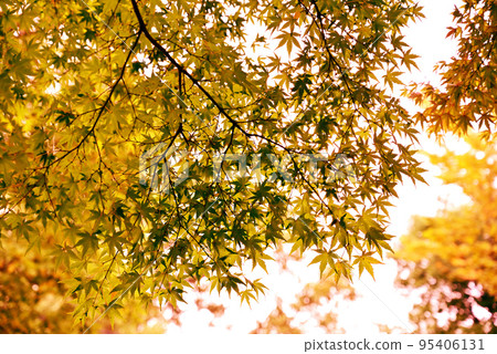 秋天的樹葉 秋天的樹葉 95406131