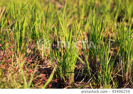 Country landscape Country landscape 95406259