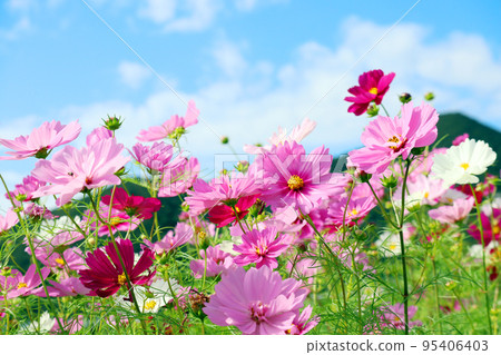 Cosmos field 6 95406403