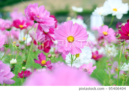 Cosmos field 5 95406404