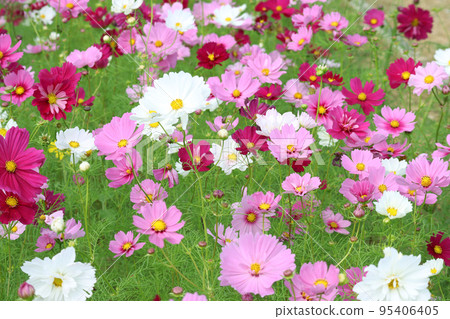 Cosmos field 4 95406405