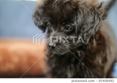 Mix puppy staring at one point Mix puppy staring at one point 95406992