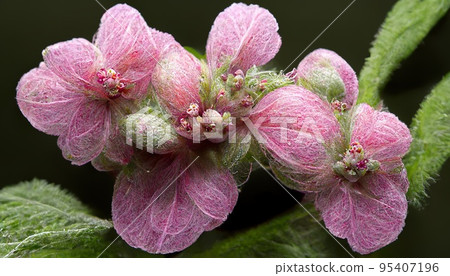 Abstract non existent pink blooming flower illustration 95407196